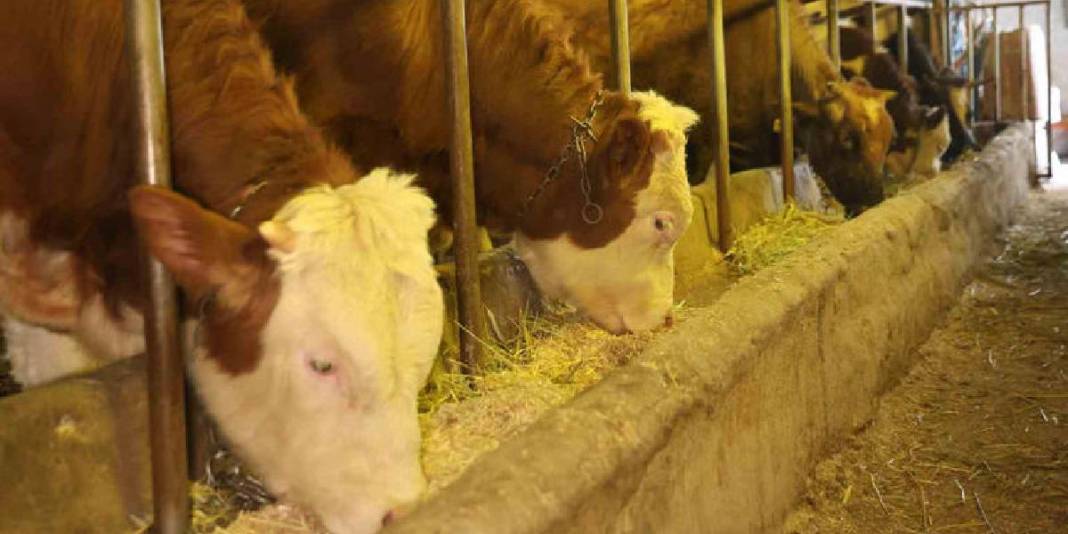 Dondurucu soğuk engel olmuyor, alın teri döküyorlar! Ağır kış şartlarının en açık tablosu: Besiciler durmaksızın çalışıyorlar 4
